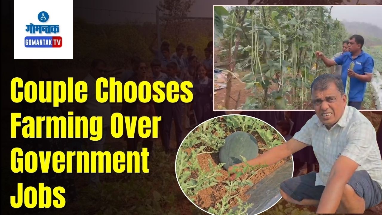 Farming Sees Success - Watermelon and Mirchi Farming Sees Success | Gomantak Tv