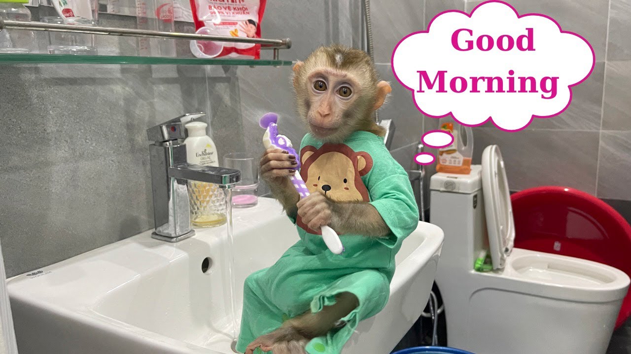 Baby Monkey LuLu brushes his teeth every morning