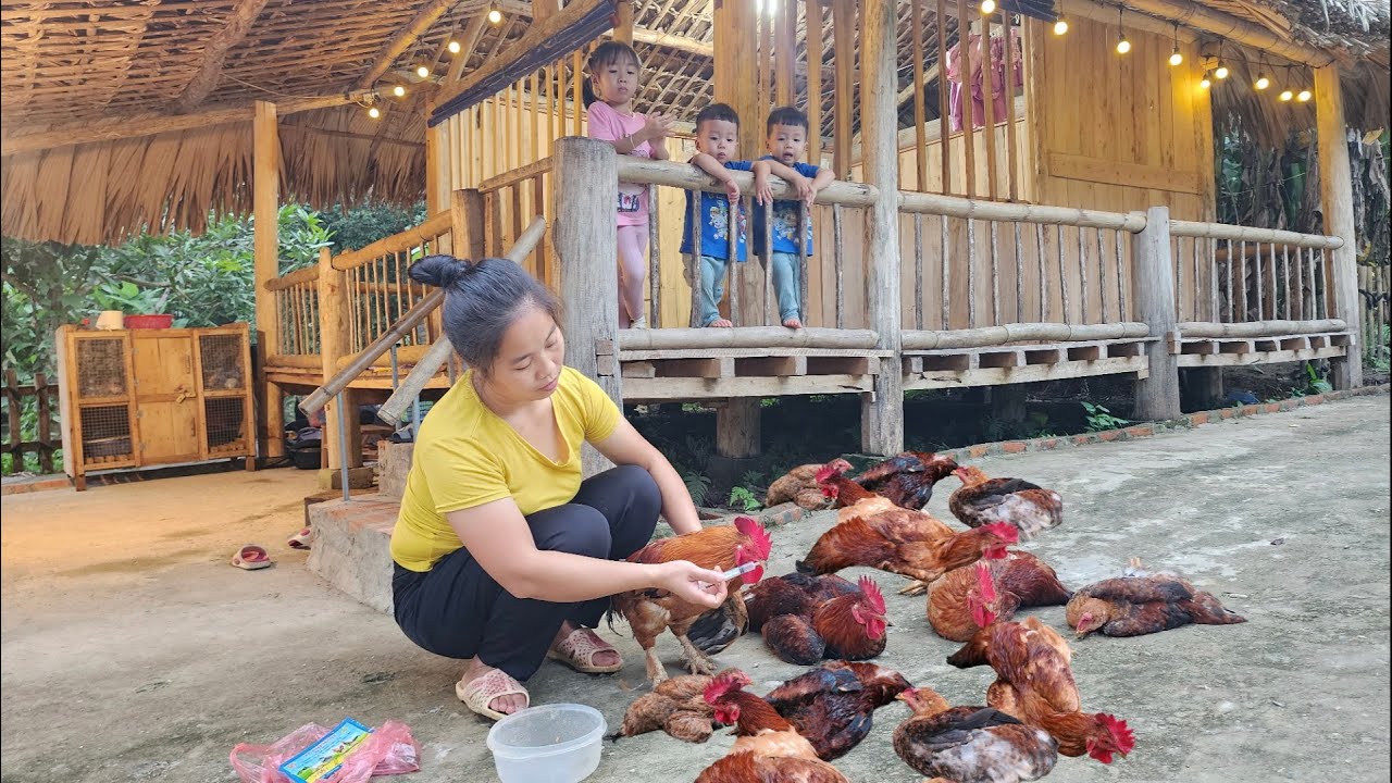 Single Mother - Risk of Losing All Her Chickens, Building a New Project | Ly tieu tieu