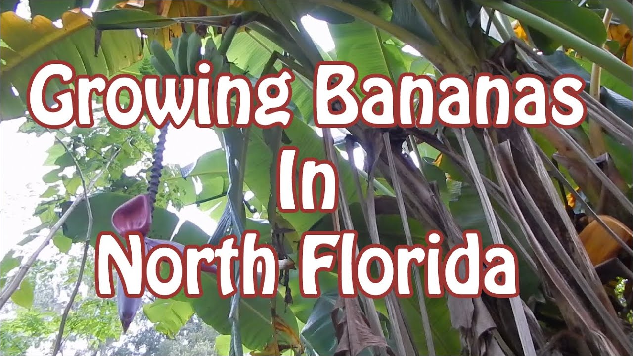 How To Grow Bananas In North Florida