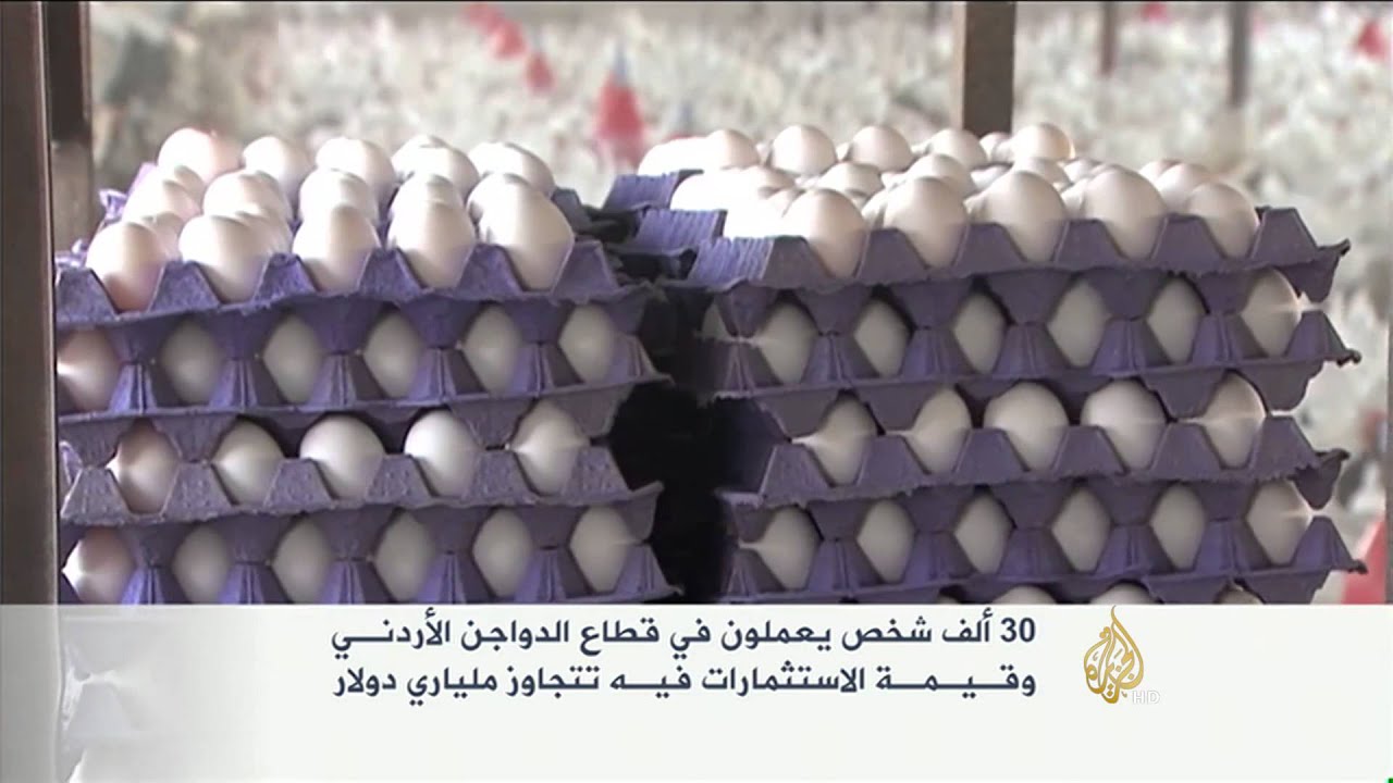 منتجو البيض والدواجن بالأردن يهددون بالاحتجاج