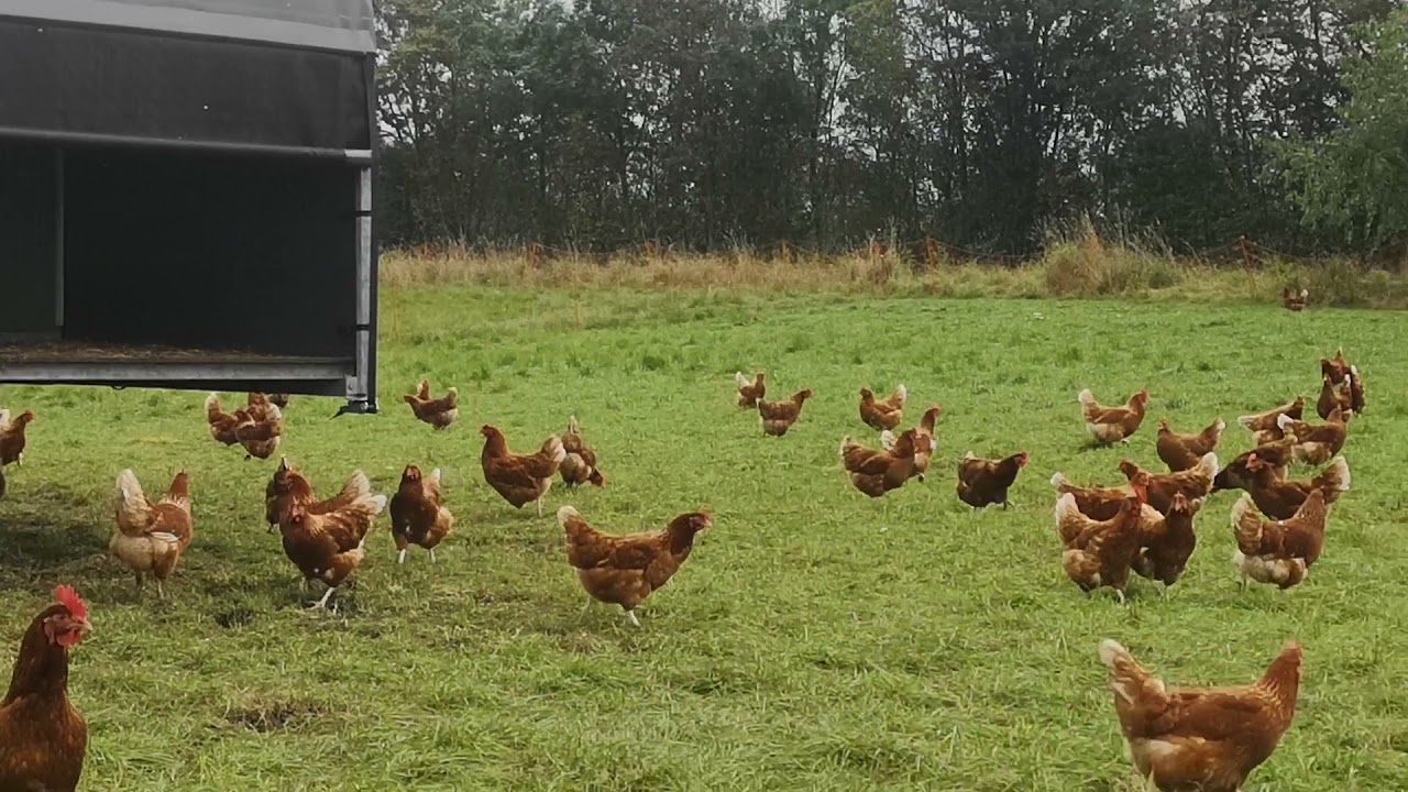Mobilt 600 Haugaard 600 Mobilt hönshus för grönbetesägg och gräsägg