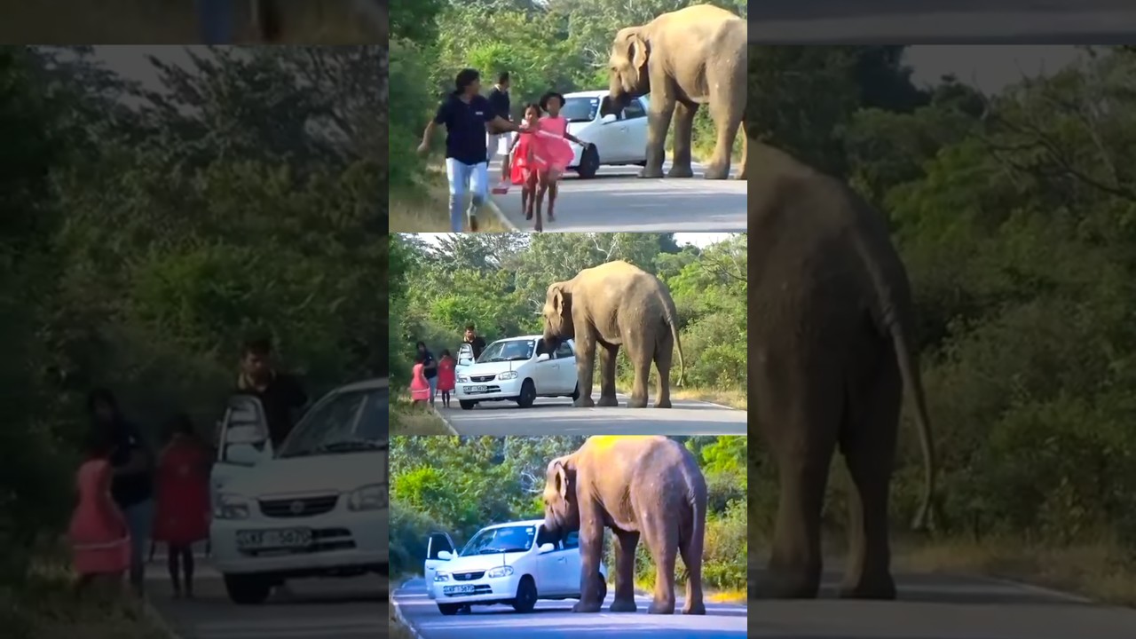 elephant attack Wayanad pattavayal രക്ഷപ്പെട്ടത് തലനാരിഴയ്ക്ക് | #elephantattack #shortsvideo