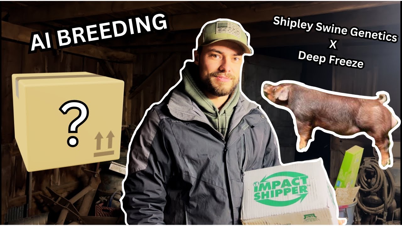 ARTIFICIALLY INSEMINATING My PIG for the FIRST TIME! (AI BREEDING)