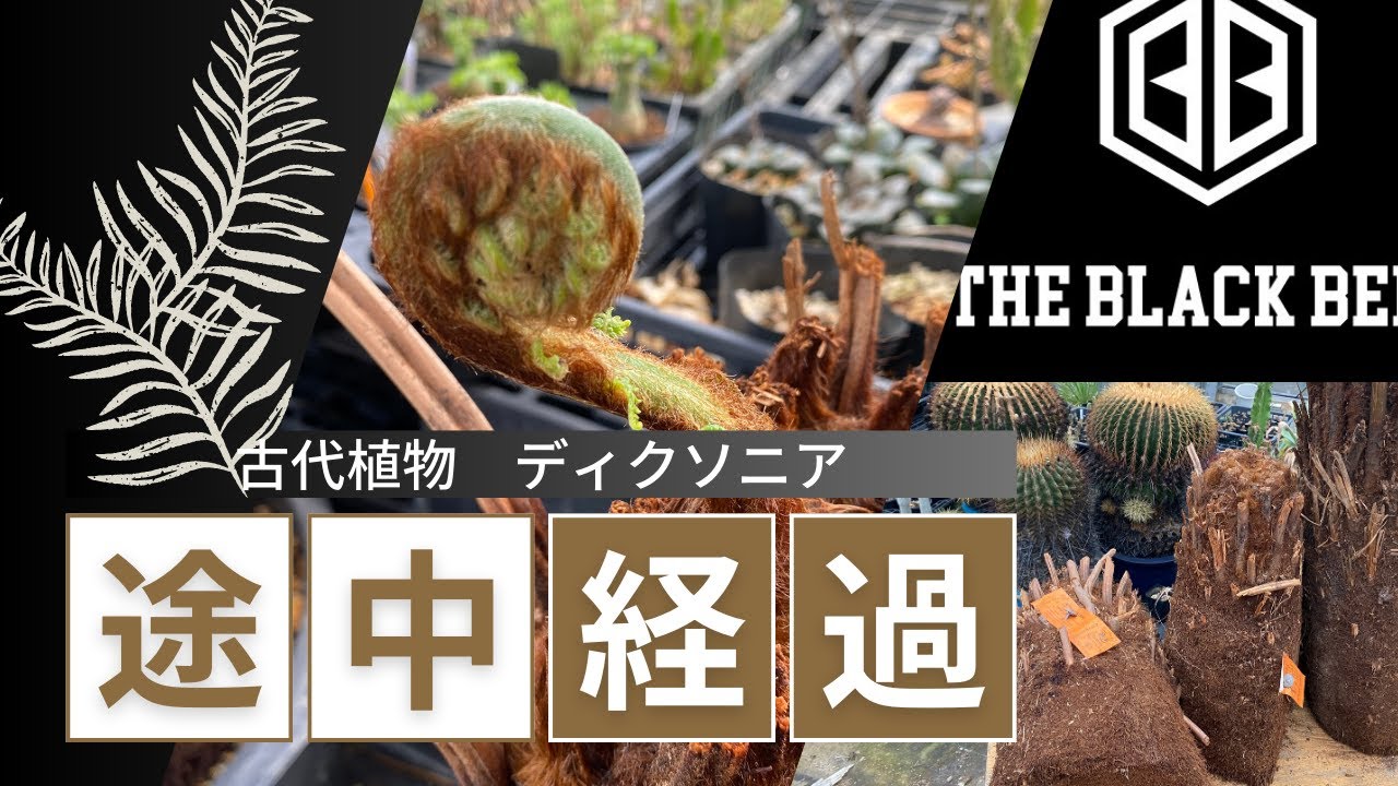 『報告』ディクソニアを植えて３週間、果たして根は出ているのか？