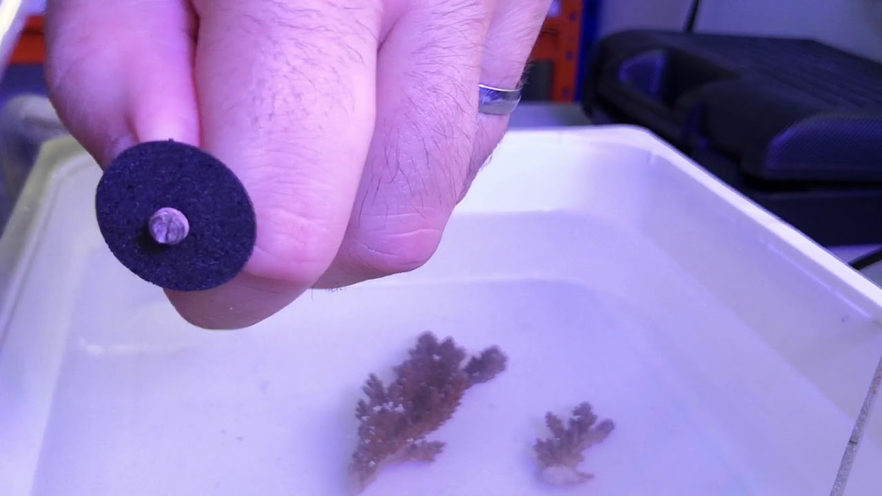 Esquejado de Coral Acropora
