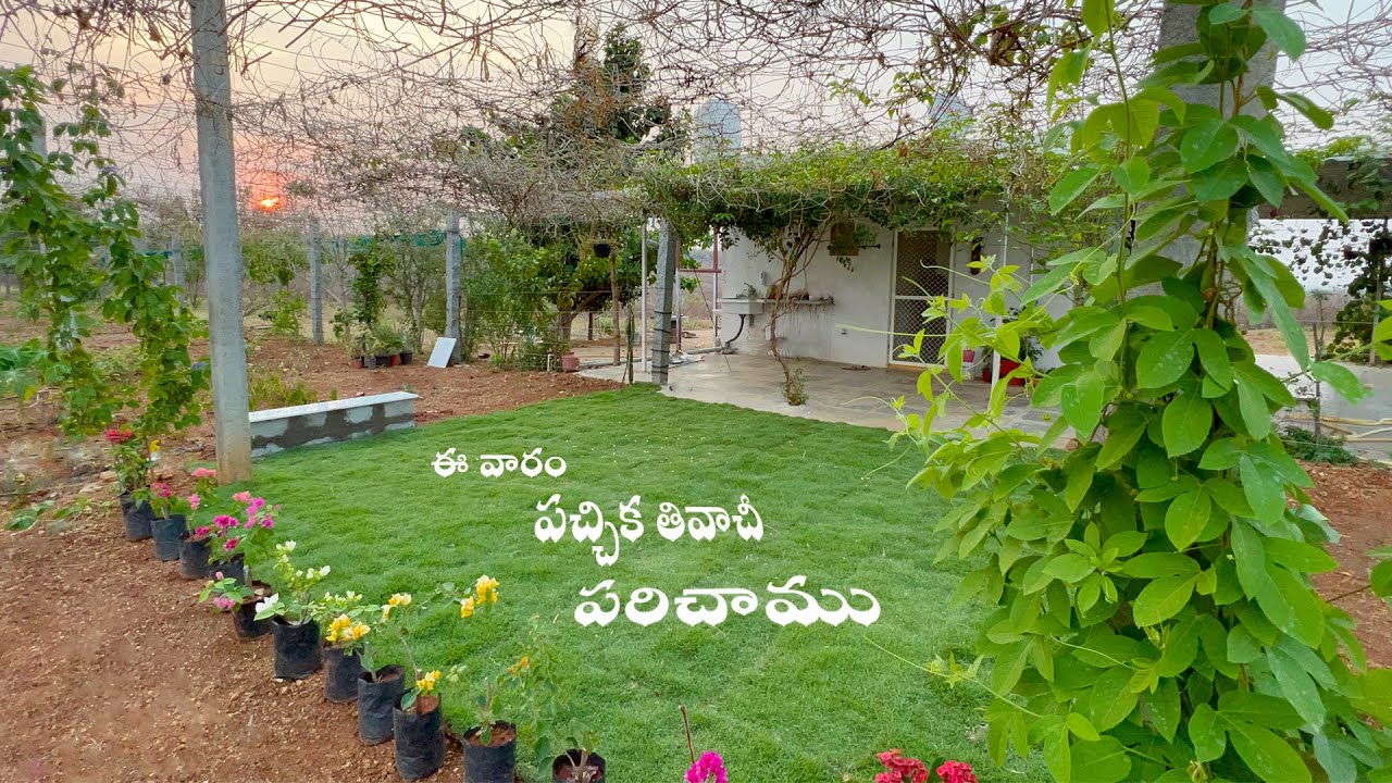 ఈ వారం తోటలో పచ్చిక పరిచాము||B Like Bindu