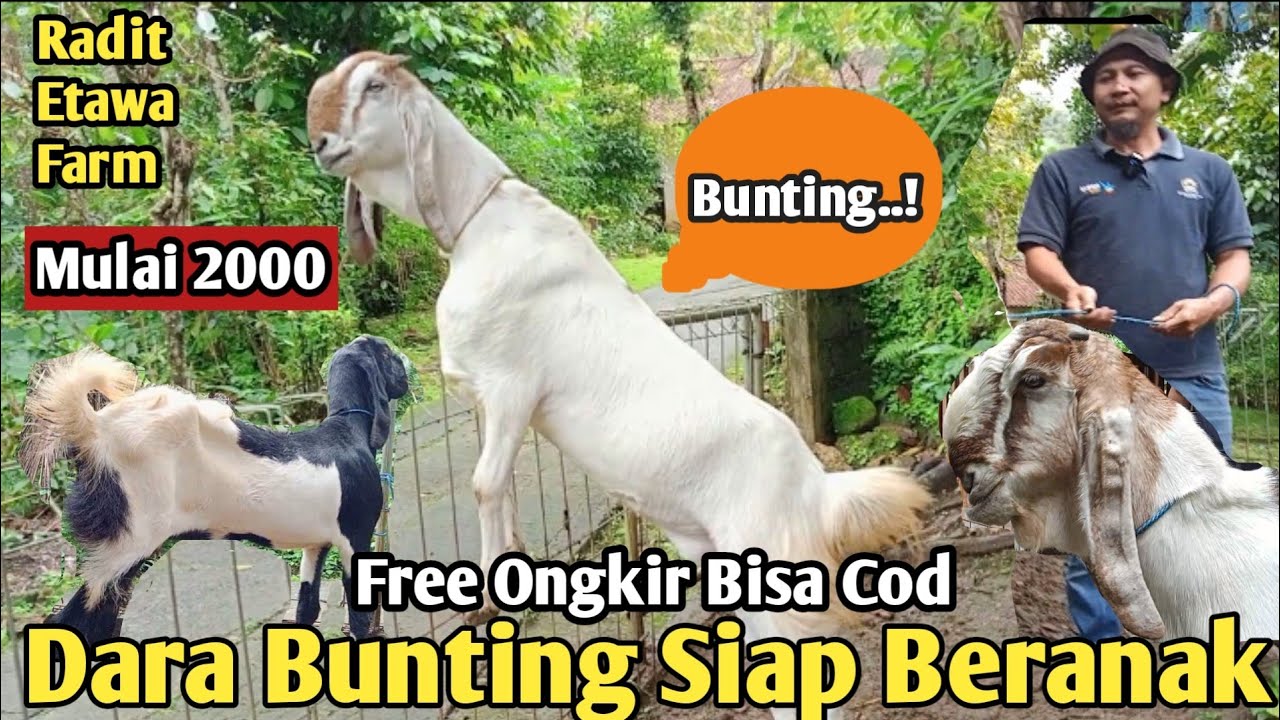 2000...!! GRATIS ONGKIR SE JAWA KAMBING PE KALIGESING #hargakambing#kambingpe