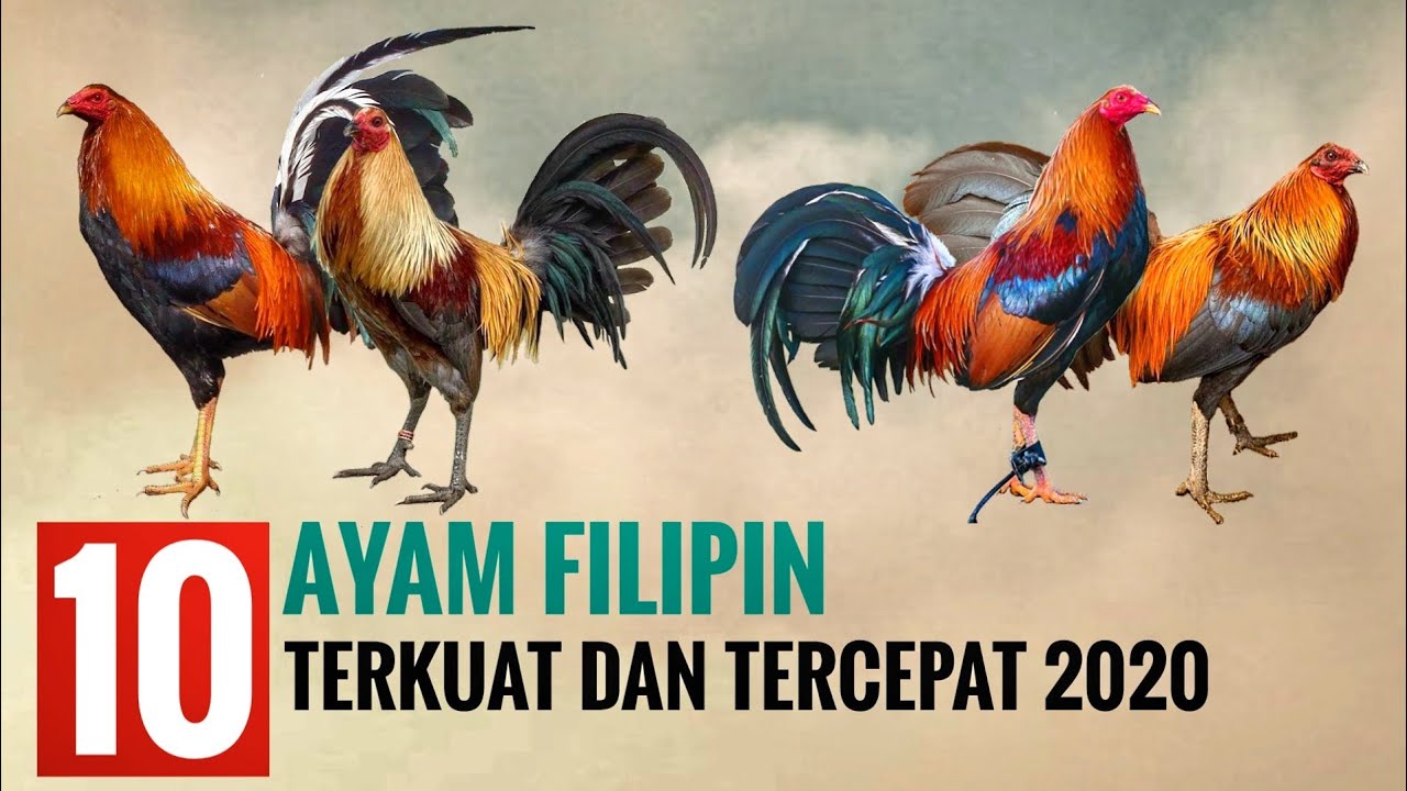 AYAM FILIPIN TERKUAT DAN TERCEPAT 2020