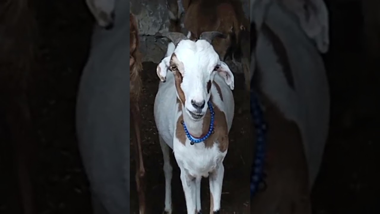 #goatfarminginpakistan (2)