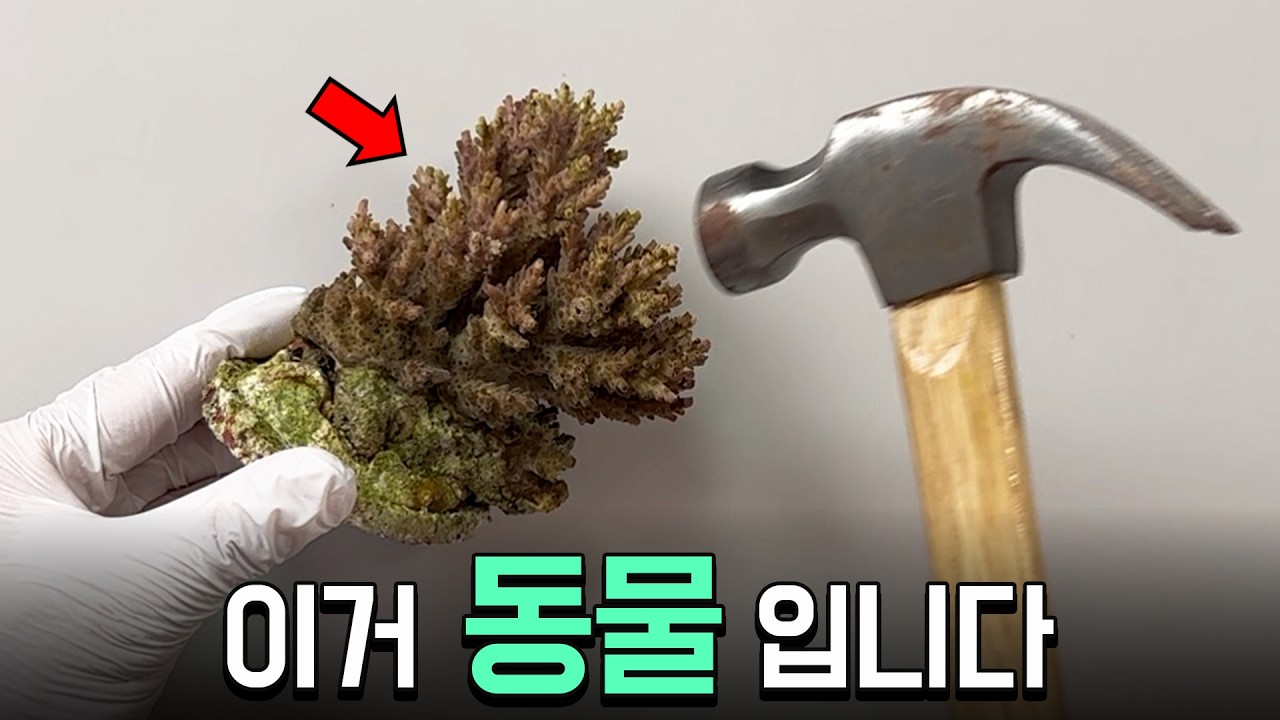 (충격주의) 산호가 동물인 이유를 직접 보여드립니다 ㄷㄷ