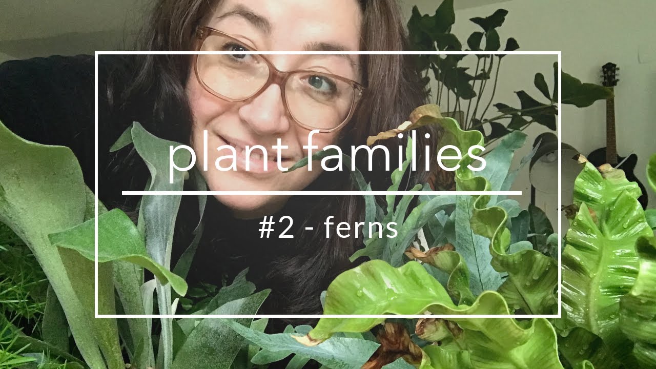 Houseplant Tour 2, my fern collection