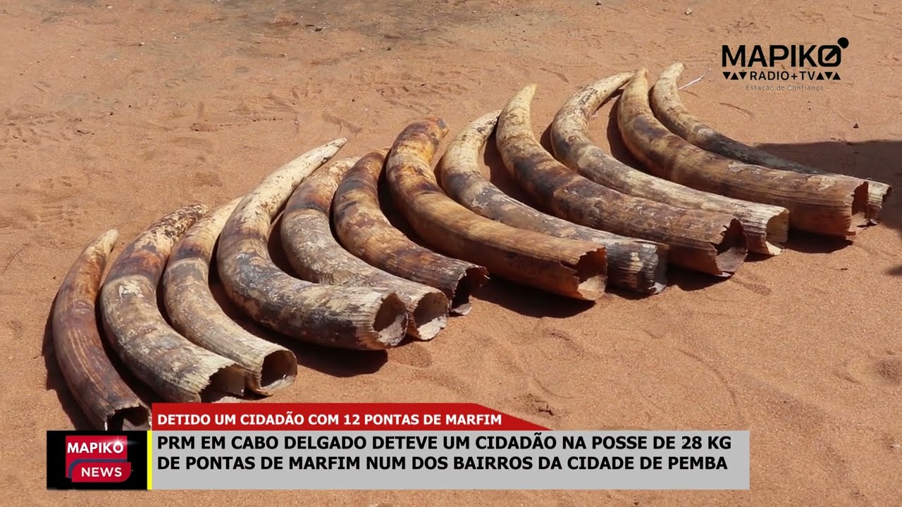 Detido na Cidade de Pemba na posse de 28 kg de pontas de marfim