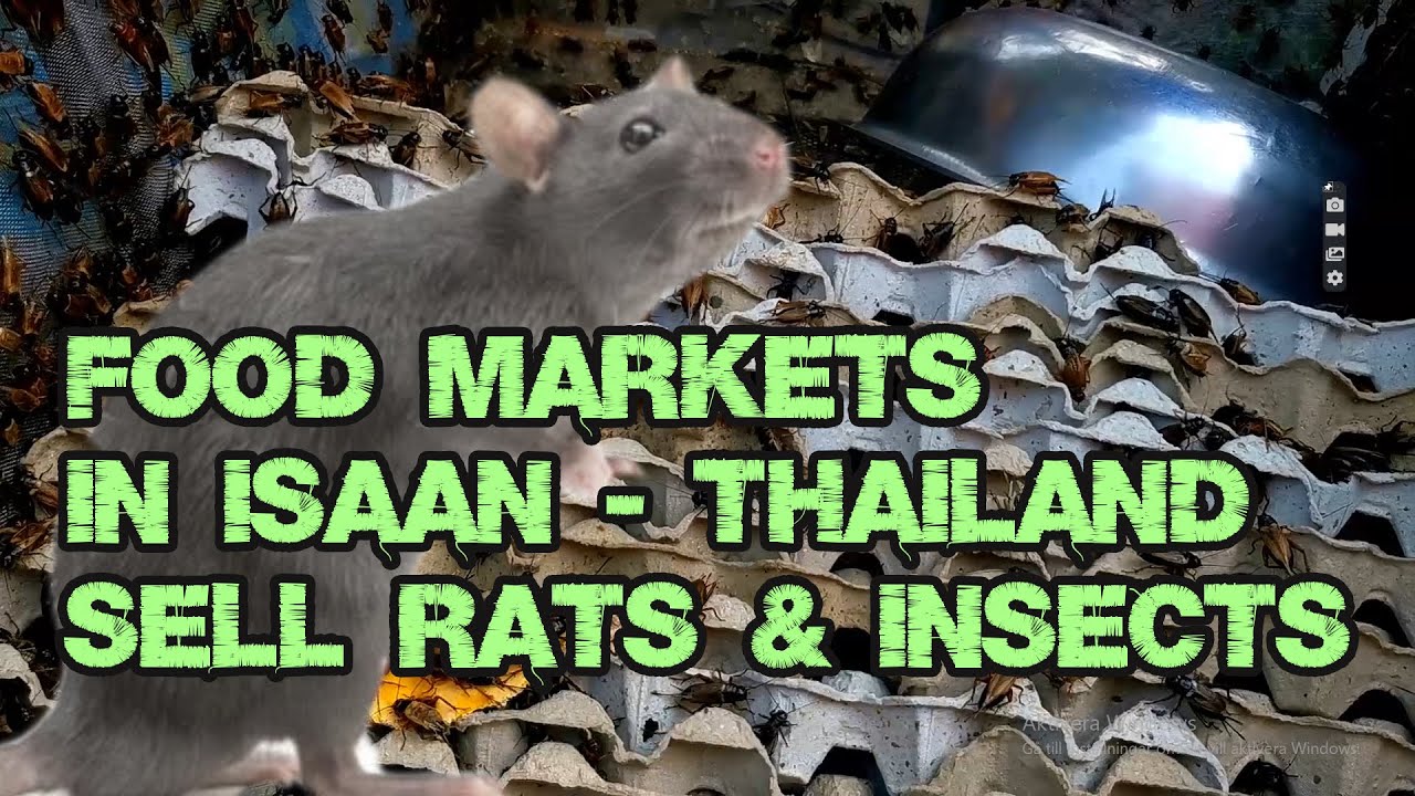 Staying 2 Months in this Poor Village of Isaan - Thailand