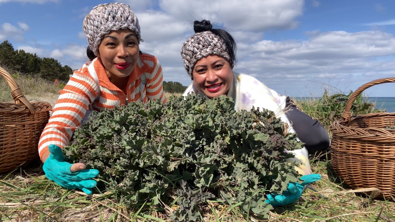 สองพี่น้อง ตลึงในความสวย ความเยอะ ของคะน้าทะเล ฟินกว่านี้ไม่มีแล้ว sea kale.8/5/23.