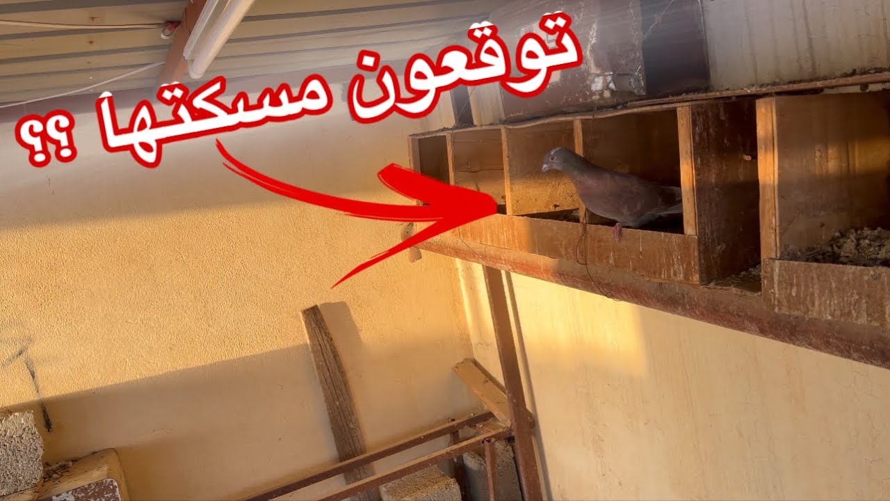 حصلت حمامه غريبه🕊️🔥