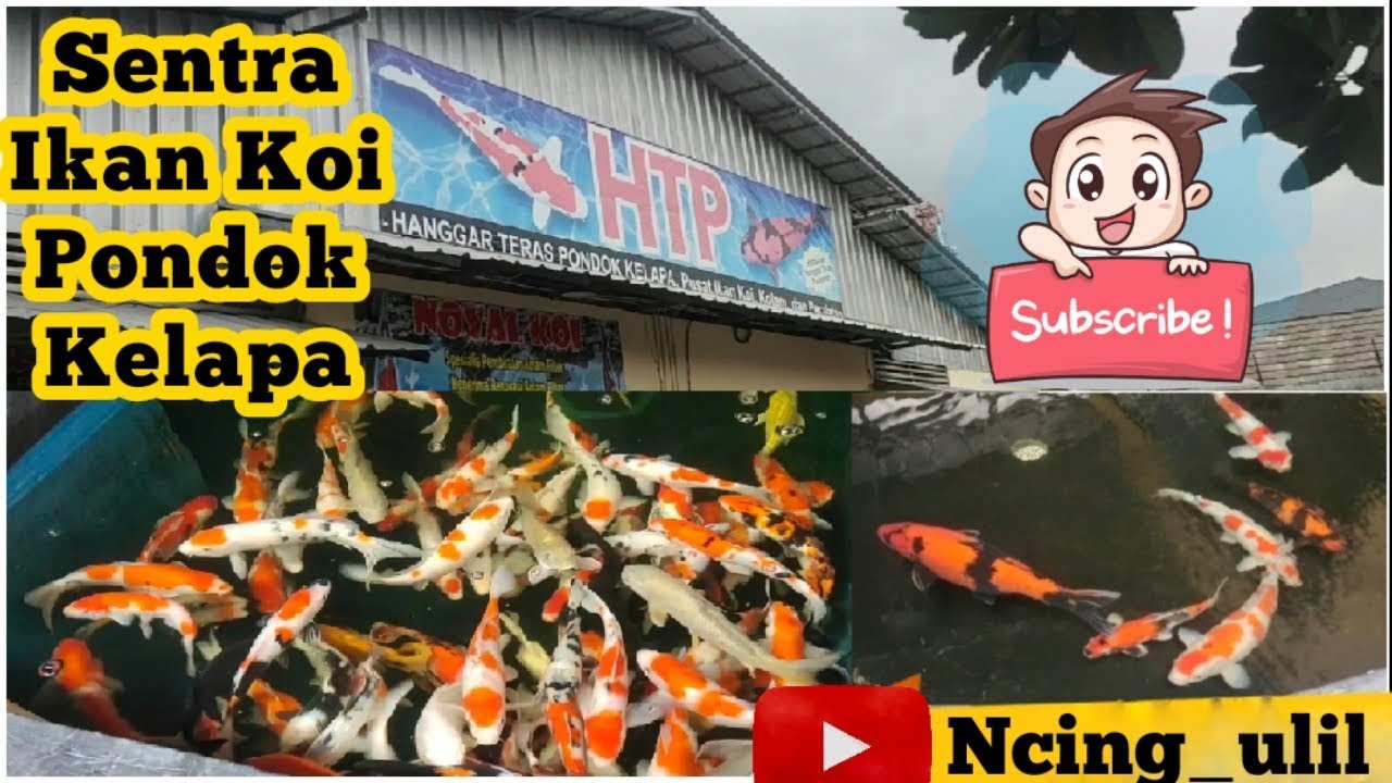 Sentra Ikan Koi HTP Pondok Kelapa - Jakarta timur