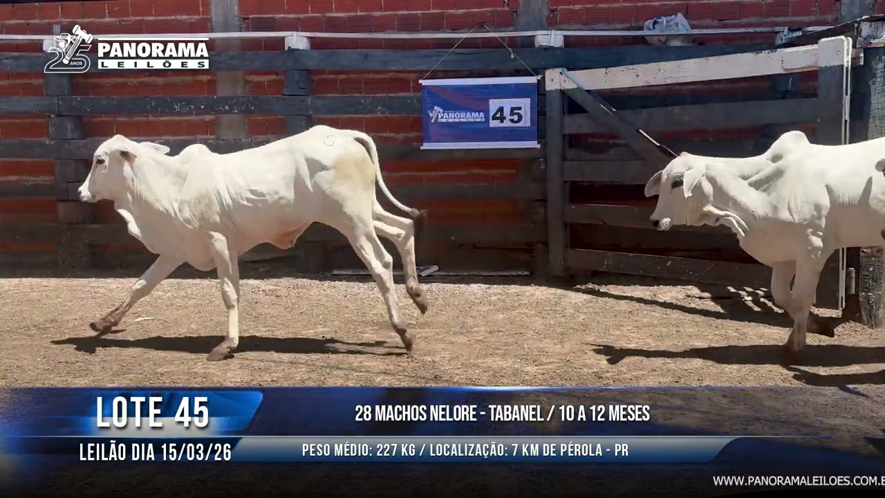 LOTE 45