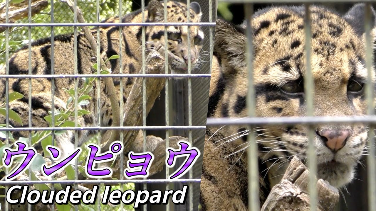 【ネコ】ウンピョウの生態〜現世を生きる小さなサーベルタイガー〜（Clouded leopard）【野生の猫】
