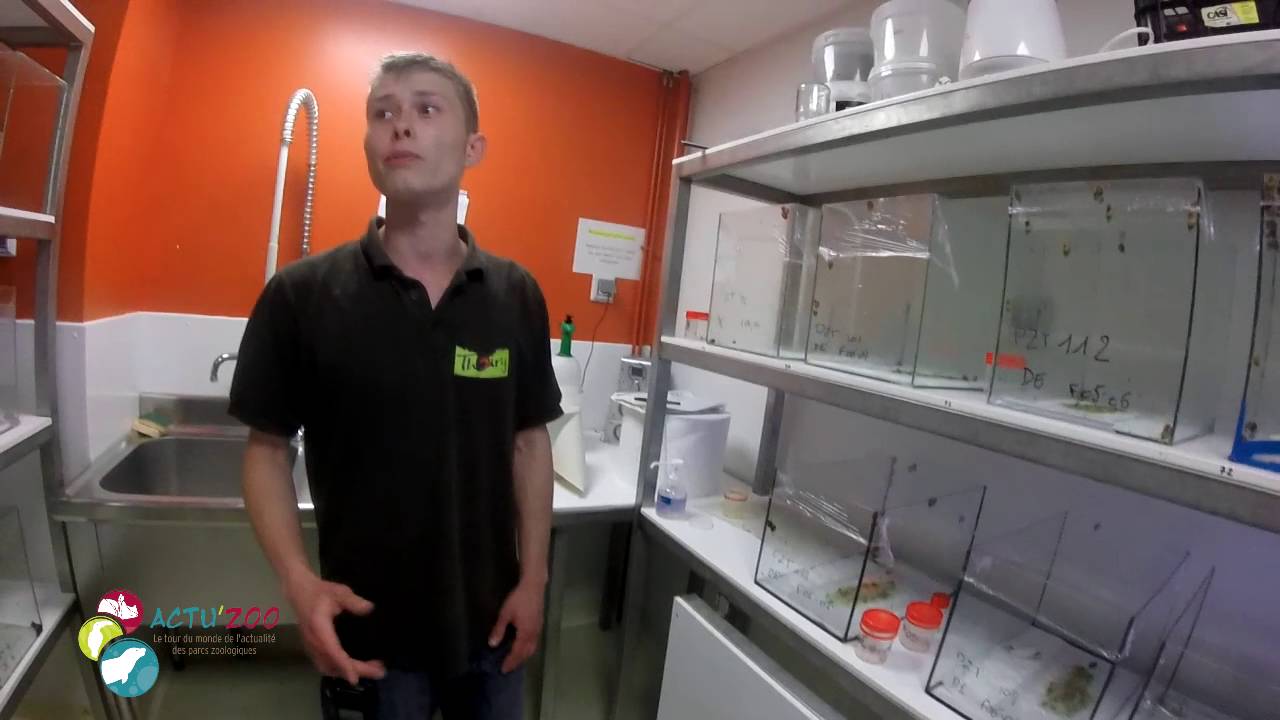 [Thoiry et Actu'Zoo] Episode 2 ! Guillaume Soigneur des Pertulas