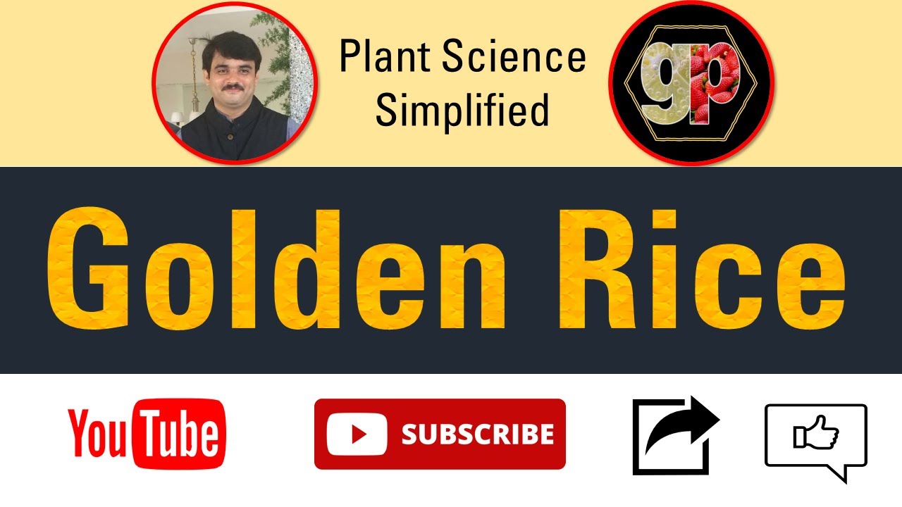 Golden rice   Plant Biotechnology (Applied Botany)