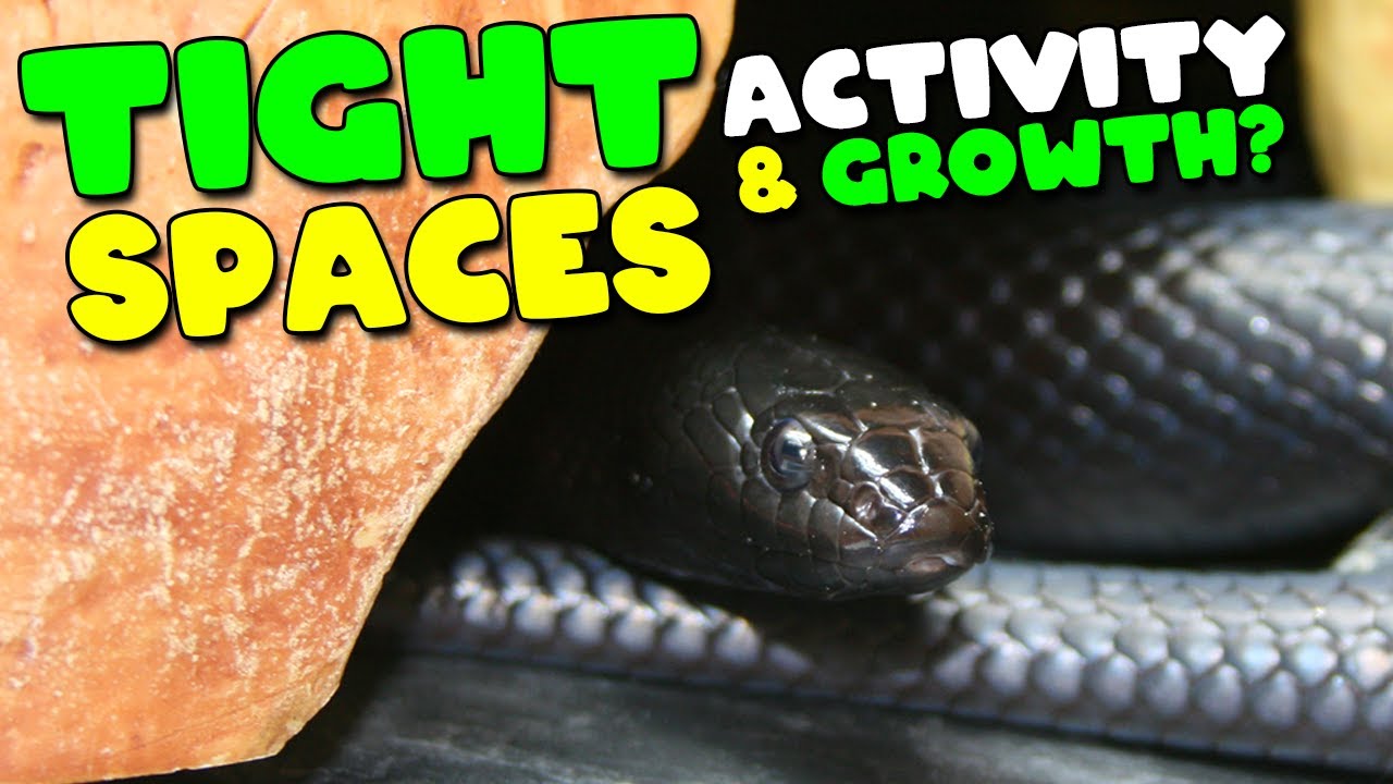 Лучшие укрытия для змей!