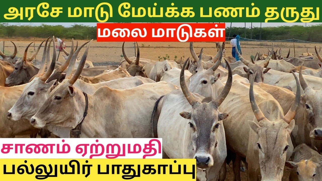 வெளிநாடுகளுக்கு ஏற்றுமதியாகும் நாட்டுமாட்டு சாணம், மாடு மேய்க்க பணம் தரும் அரசாங்கம் #மேய்சல்தடை