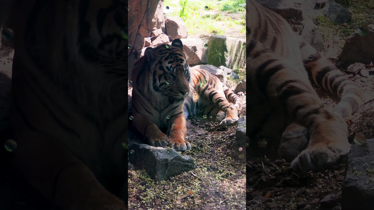 Tiger in the shadow.Тигр в тени.Tiger im Schatten. #wildlife #cat #nature #tiger