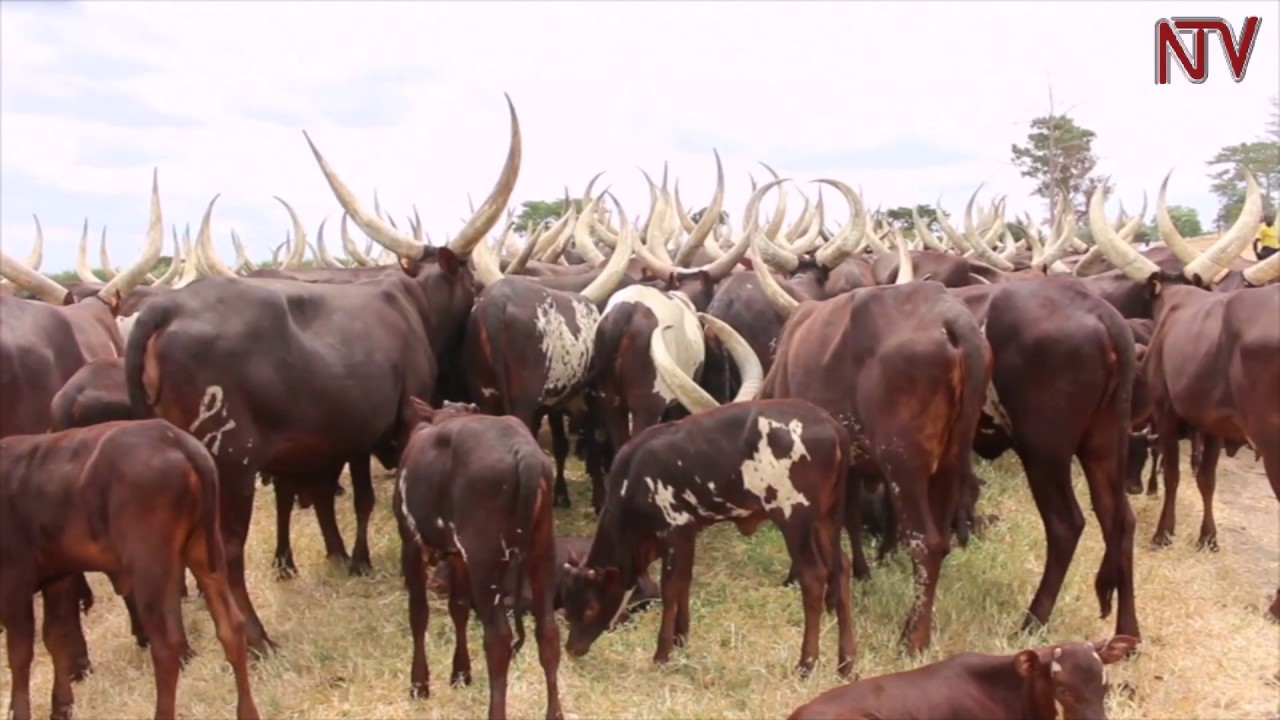 HEALTH FOCUS: Brucellosis, a deadly but little understood disease