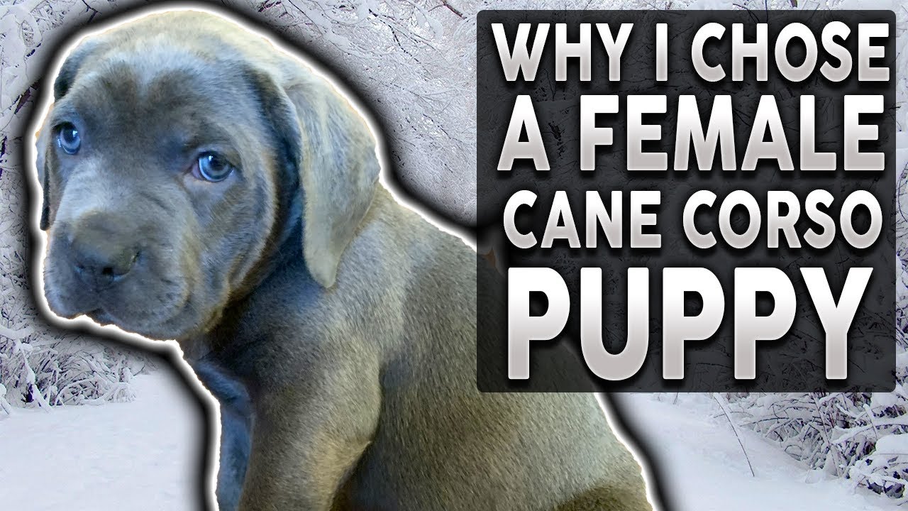 MALE vs FEMALE PUPPY! Why I Chose a Female Cane Corso Puppy!