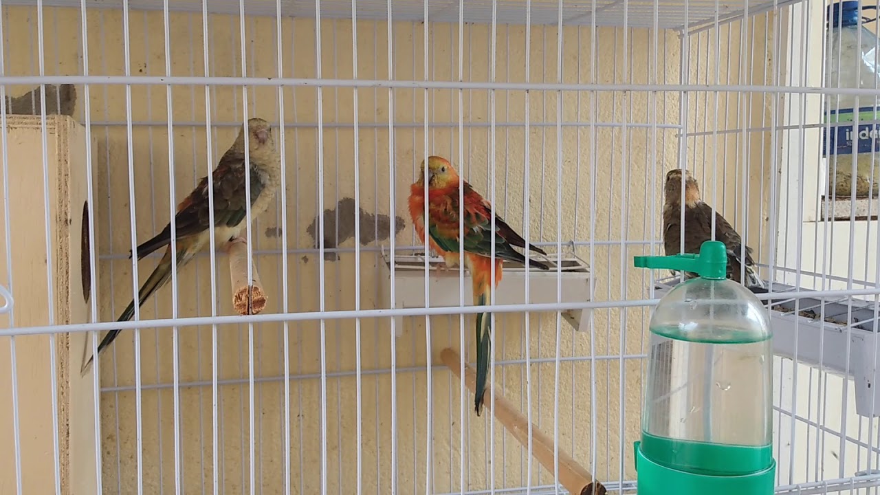 Casal de red RUMPED opalino alerquim laranja 🍊🍊🍊 filhotes já saiu da casinha