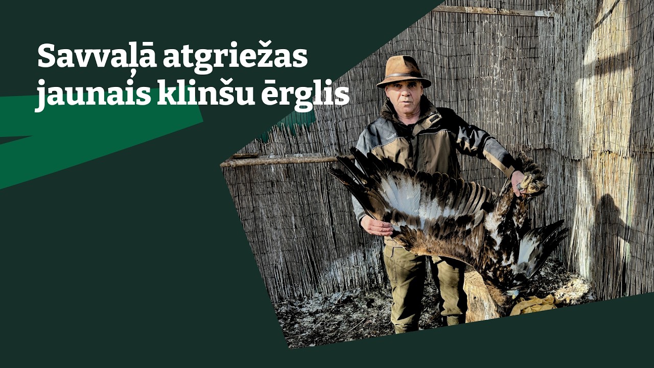 Savvaļā atgriežas jaunais klinšu ērglis