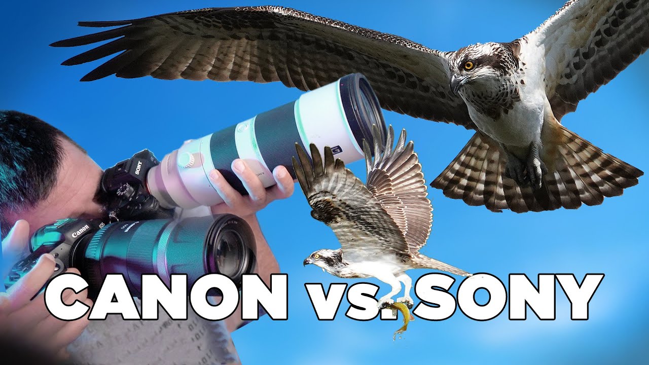 Canon R5 + 600mm F11 vs. Sony 7R IV + 200-600mm | Ein Traum für Tierfotografen? 🦊 | deutsch