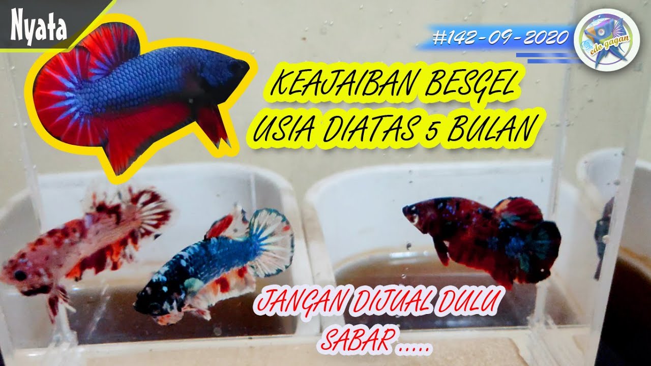 BESGEL tidak bermutasi sebelum 5 Bulan❓ jangan di jual dulu❗ biasanya mutasi lama tanda JACKPOT