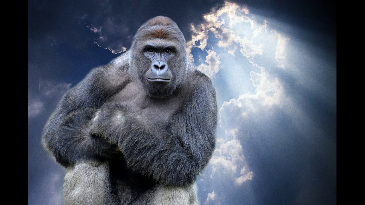 Enya - Sail Away(Orinoco Flow) Cover for Harambe