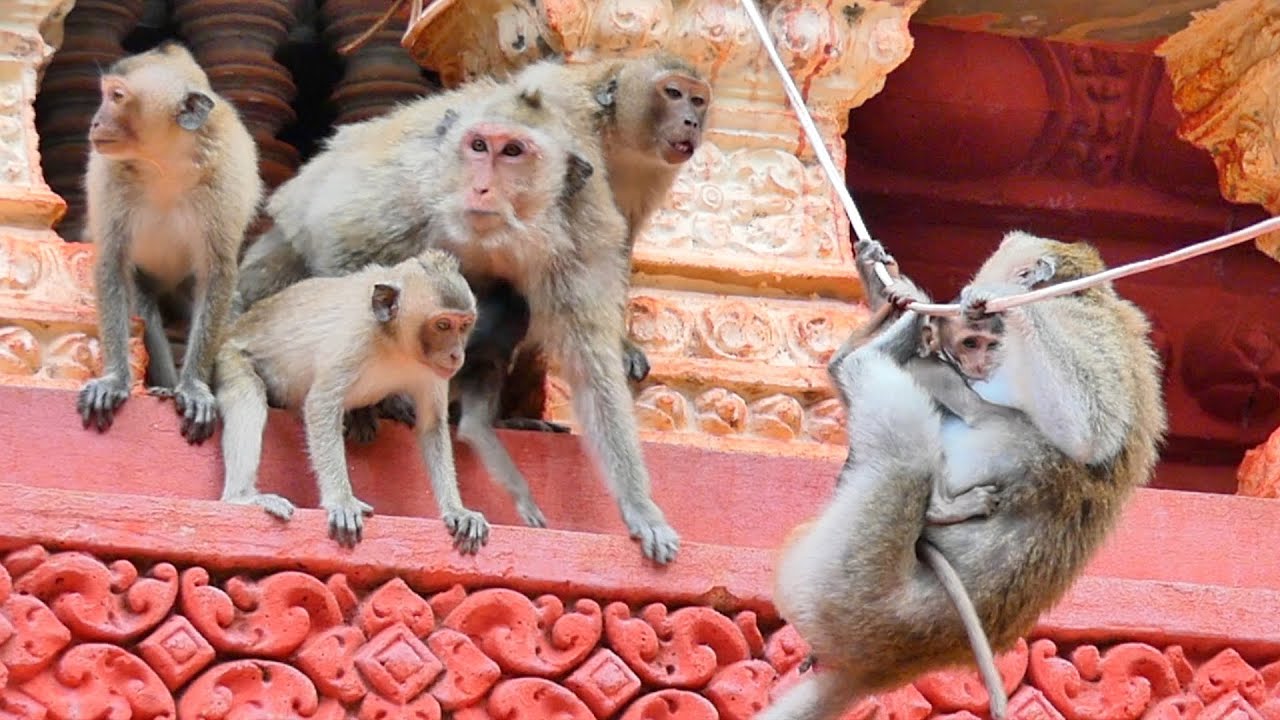 Mother Monkey RANY wants to discipline Monkey Menda but Mama RANA always protects Monkey Menda