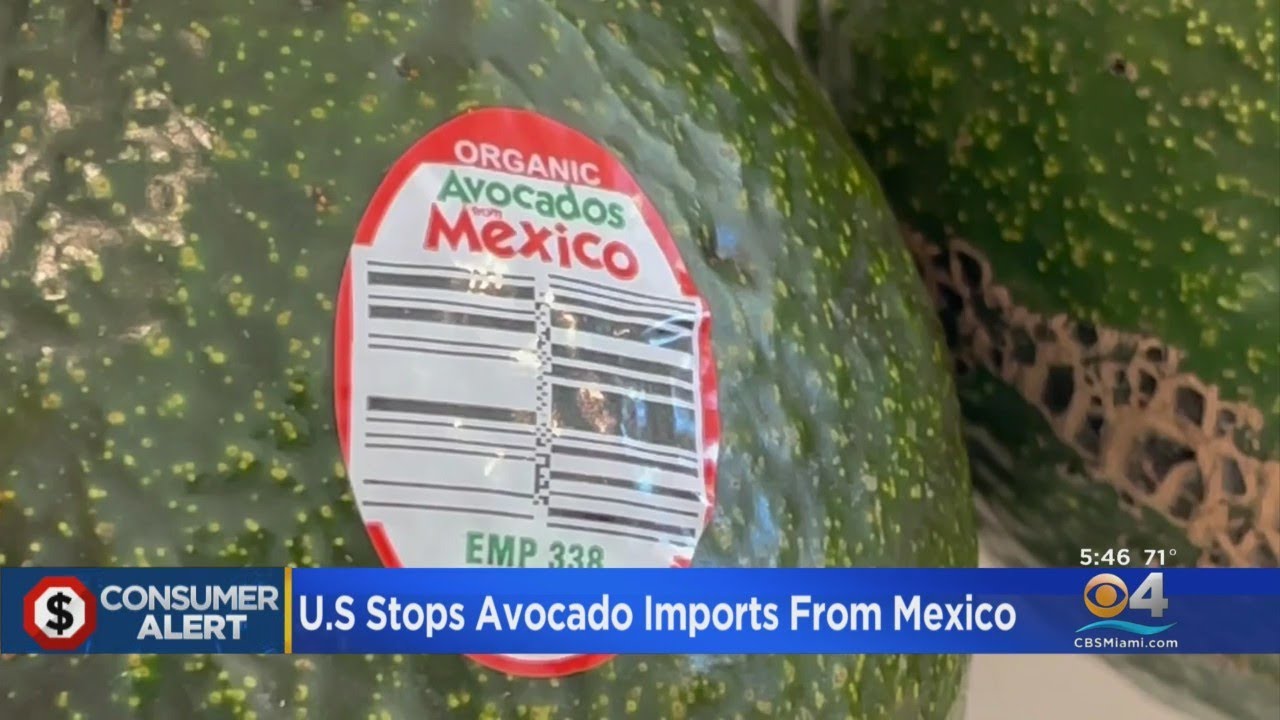 US Stops All Avocado Imports From Mexico Following Threat To American Plant Safety Inspector