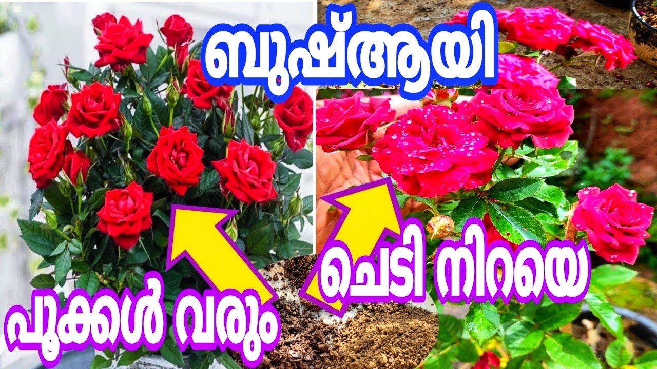 വെറുതെ കളയുന്ന ഇതുണ്ടെങ്കിൽ മണിക്കൂറുകൾ മതി റിസൾട്ട് കിട്ടാൻ  Rose Tips