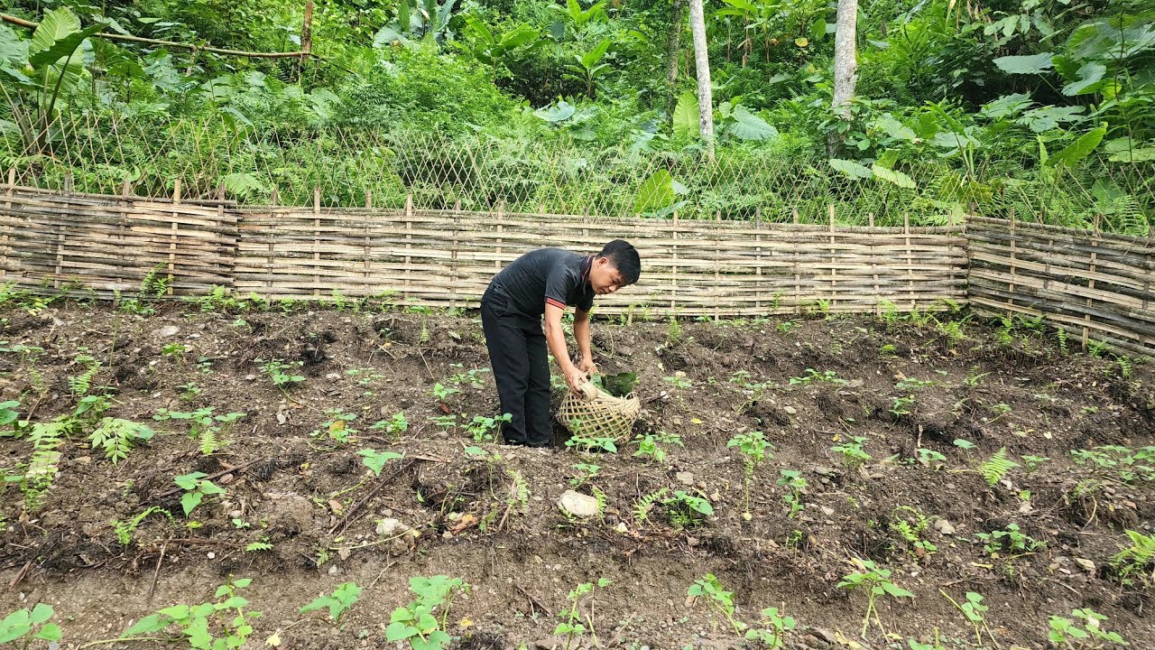 Care of the Garden and Pets | Make wild food for 3 pigs and 20 duck