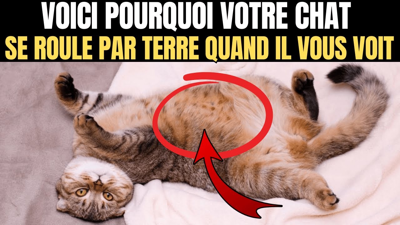 Si votre chat se roule devant vous, il essaie de vous dire ceci...