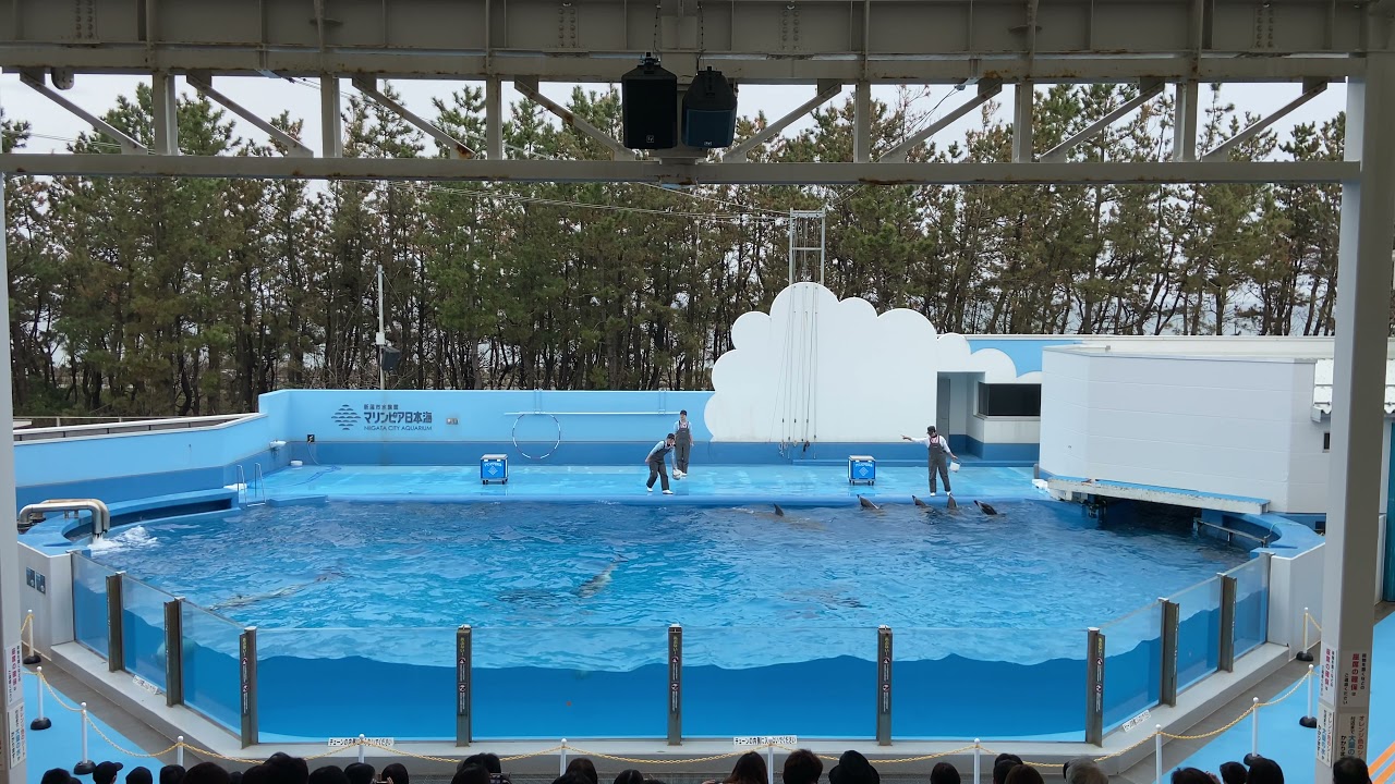 水族館シリーズ　イルカショー　マリンピア日本海20210328