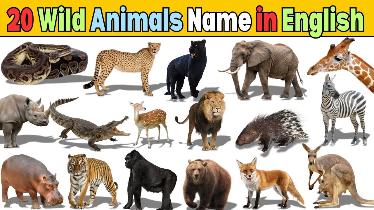 20 Wild Animals Name in English 🦁 | Animals Name for Kids | Learn English  #tiptipkids