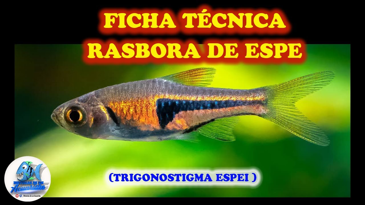 FICHA TECNICA RASBORA DE ESPE (TRIGONOSTIGMA ESPEI)
