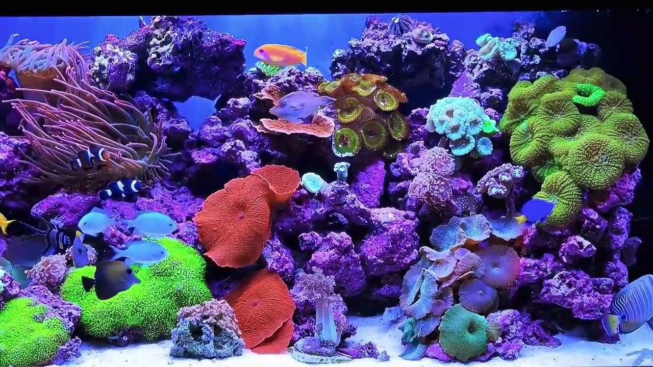 12 5 25   Sympa's Fish  -  Salt tank