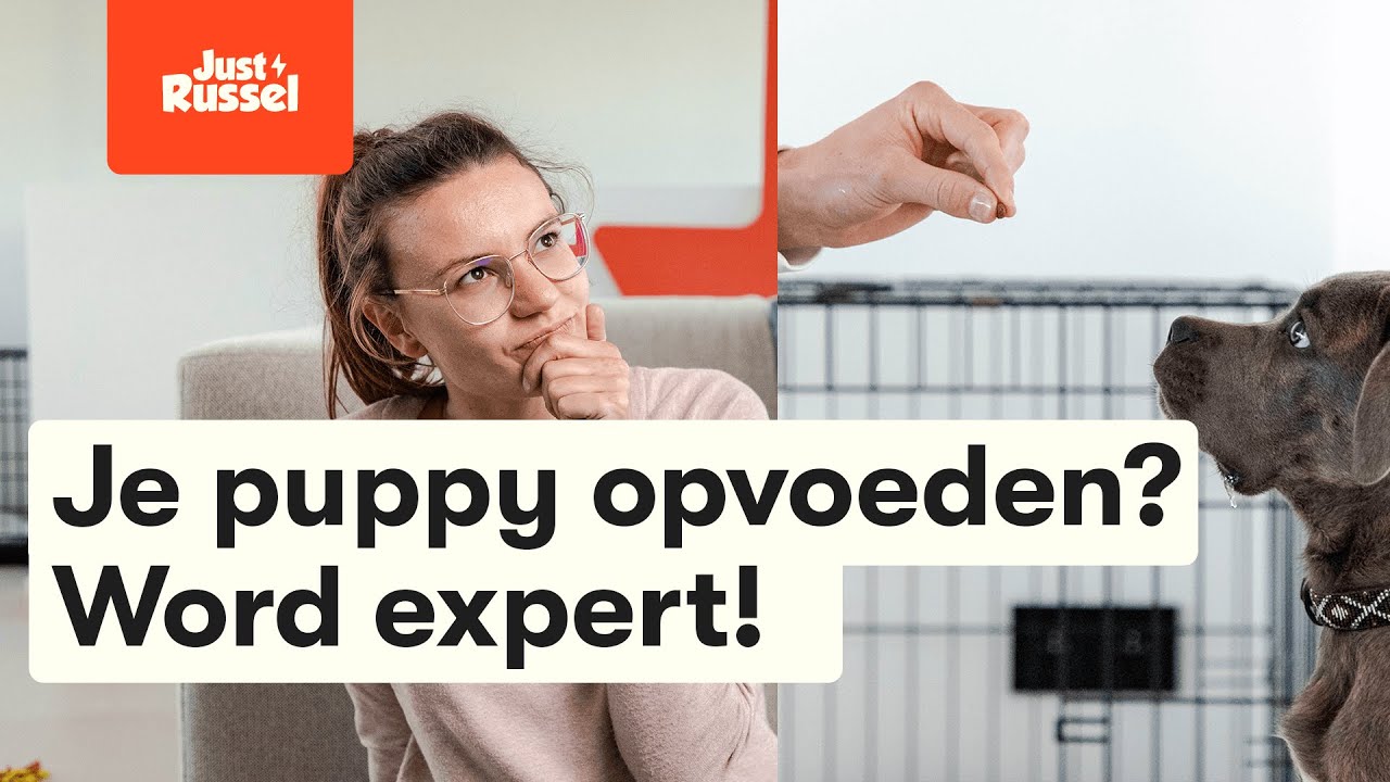 Puppy opvoeden, hoe doe ik dat?