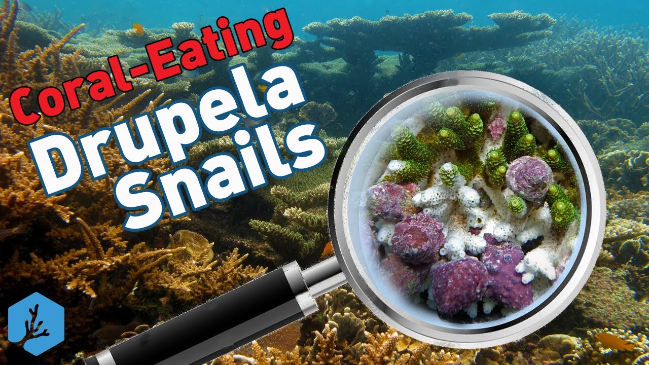 Drupella Snails: What they are and why we care