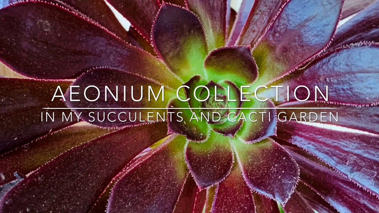 My Aeonium Collection Succulents and Cacti Garden