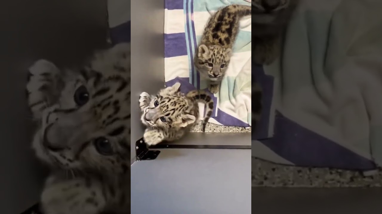 Sound Up 📣 for snow ❄️much cuteness. #snowleopards #snowleopard #leopards #cats #bigcats