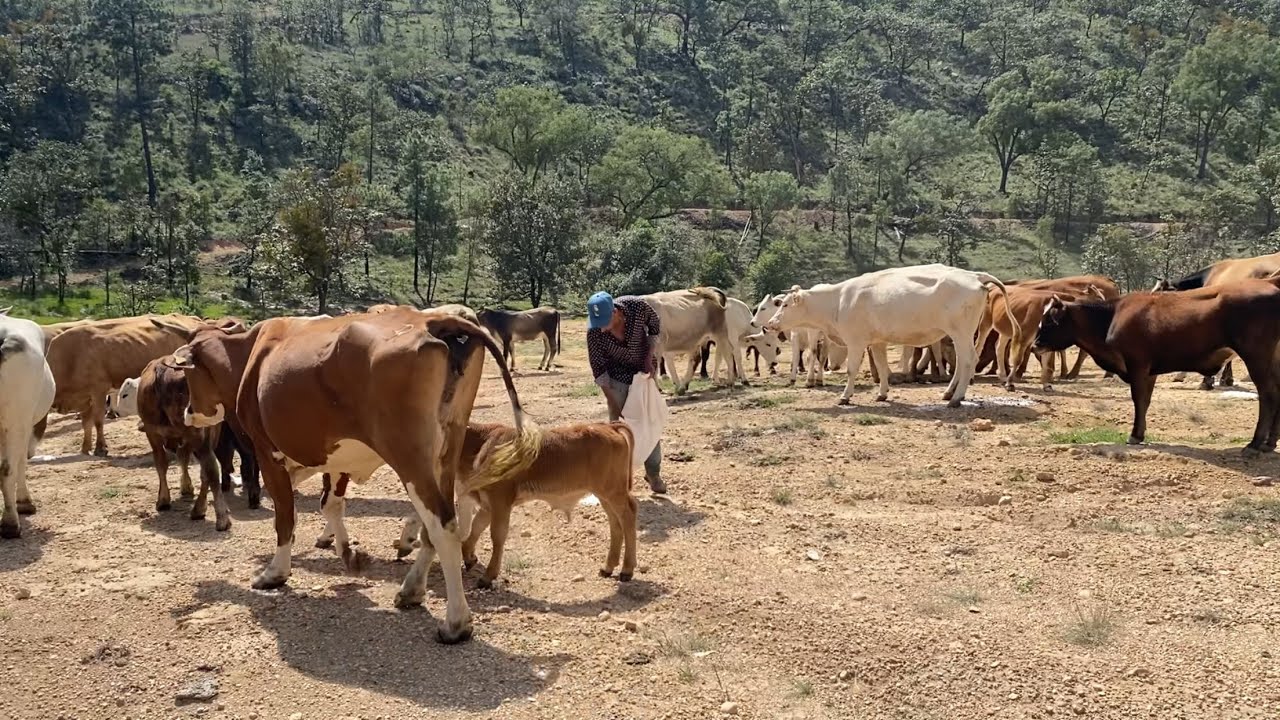 Moviendo el ganado a otro potrero 