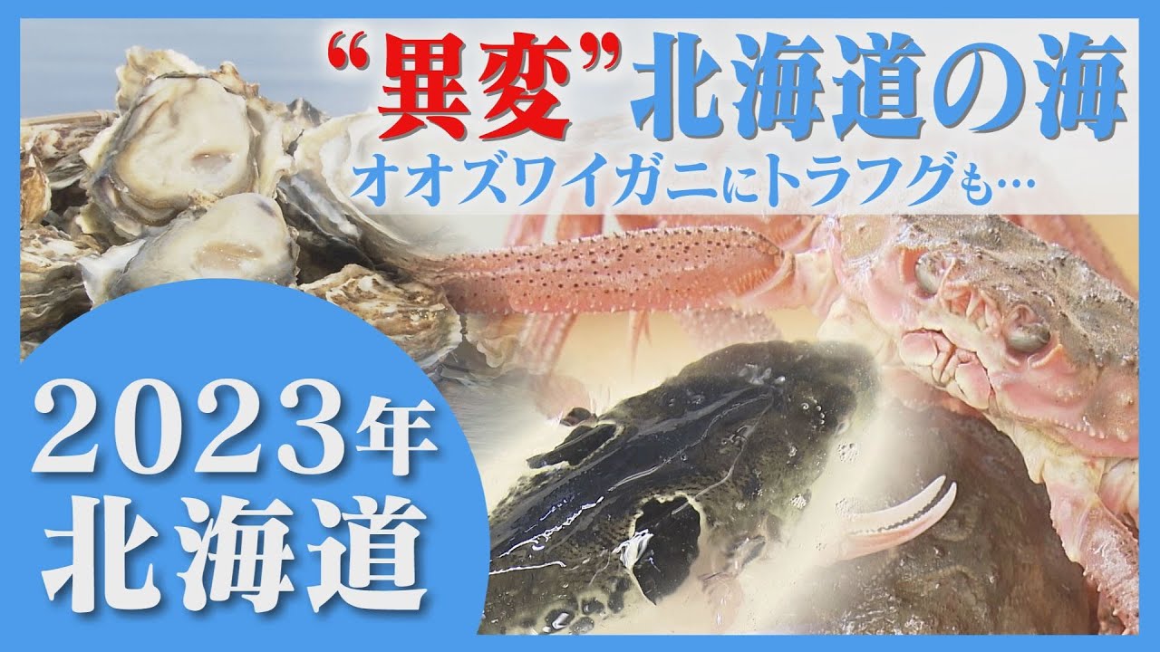 高級魚のフグやオオズワイガニが豊漁　カキやシシャモは不振　“海の異変”に直面　北海道